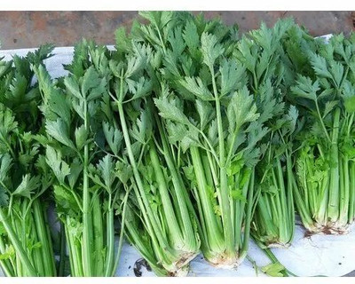 XOLDA Organic Celery Seed(30 per packet)