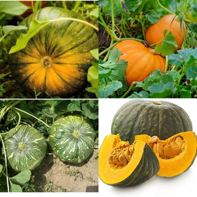 ibains Green pumpkin seeds biij 10 Seed(10 per packet)