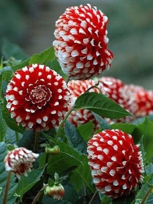 Aywal Dahlia Mix Flower Seed(1 g)