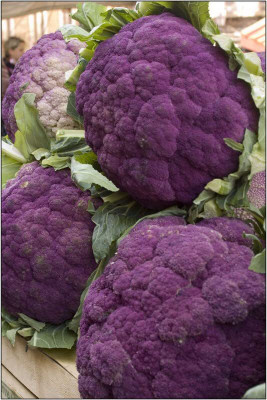 WILLVINE SCI -XII Purple Cauliflower [100g, 30000 Seeds] Seed(30000 per packet)