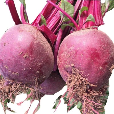 CYBEXIS Perennial Heirloom Beetroot Seeds 2000 Seeds Seed(2000 per packet)