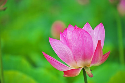 Abamec lotus,kamal gatta Seed(10 per packet)