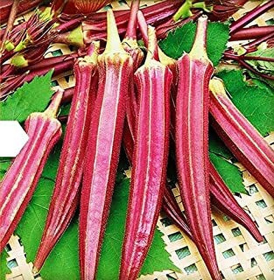 wequality hybrid red lady finger seeds Seed(42 per packet)