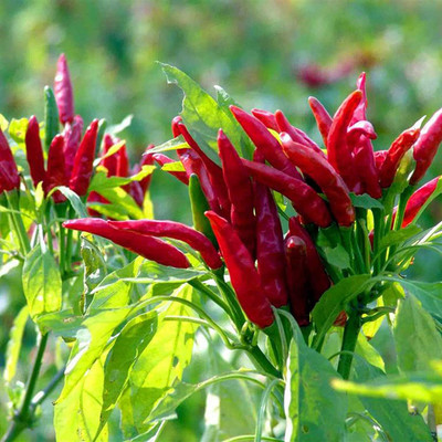 CYBEXIS Hybrid Ornamental Chili Seeds600 Seeds Seed(600 per packet)