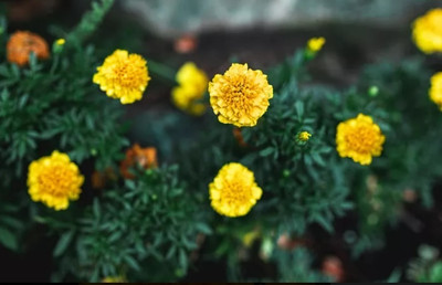 VERTISE French गेंदे का फूल / Marigold Flower Plant Yellow Seed(500 per packet)