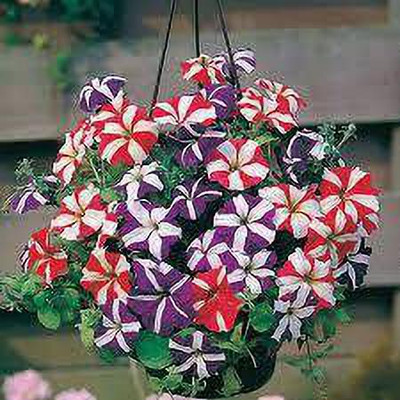 wequality Petunia Star Mixed Seeds For Home Garden Seed(120 per packet)