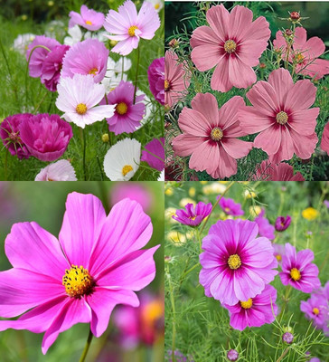 ibains Cosmos flower seeds all colours biij 32 Seed(32 per packet)