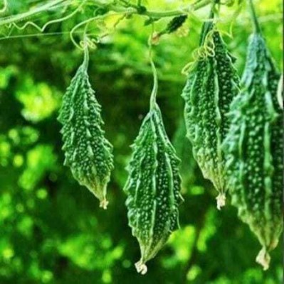 WILLWE F1 BEST QUALITY BITTER GOURD SEEDS Seed(34 per packet)