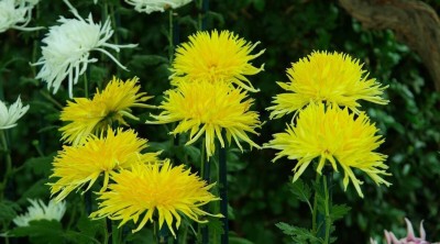 Quentova Chrysanthemum (Brush and Thistle) Seed(100 per packet)