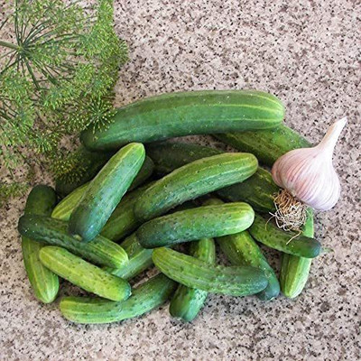CYBEXIS ATS-67 - Straight Eight Organic Cucumber - (450 Seeds) Seed(450 per packet)