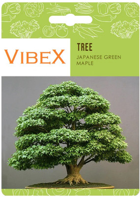 Biosnyg Japanese Green Maple Bonsai Seeds[100 Seeds] Seed(100 per packet)