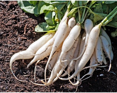 Quentova White Icicle Radish-CTU-3H Seed(250 per packet)