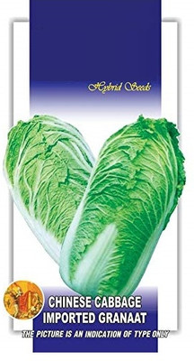 KNESSiN Chinese Cabbage Granaat Exotic[400 Seeds] Seed(400 per packet)