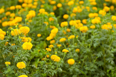 SHUBH SIDDHI marigold/gende ka phool flower seeds Seed(75 per packet)