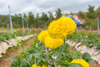 Unimart marigold/gende ka phool flower seeds Seed(75 per packet)