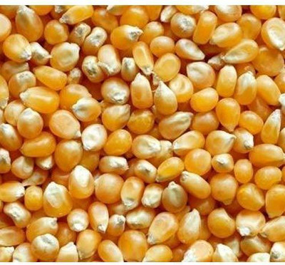 SUPRIKAM Hybrid Maize/vutta/sweet corn Seed(35 per packet)