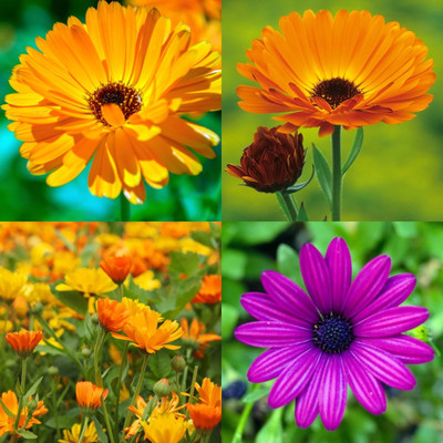 ibains Calendula flower seeds hybrid bij 57 Seed(57 per packet)