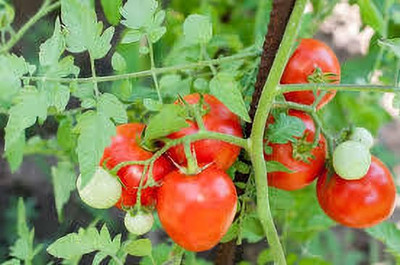 XOLDAA tomato Seed(110 per packet)