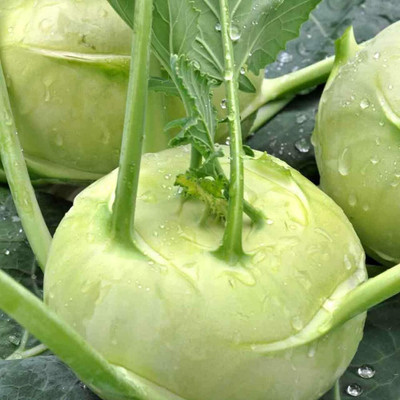 WILLVINE ROX -II F1 Hybrid Superschmelz Kholrabi/Knolkhol [1g] Seed(300 per packet)