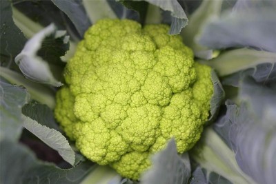 KNESSiN IX-24 Cauliflower Green Seed(500 per packet)