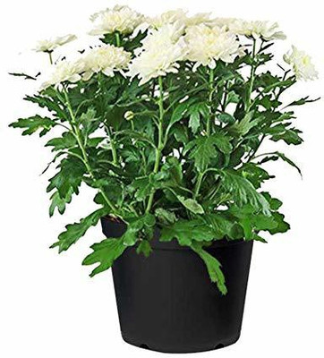 CYBEXIS Guldavari (Chrysanthemum)Seeds White Seed(25 per packet)