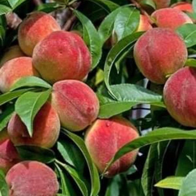 Aywal Peach Fruit Seed(9 per packet)