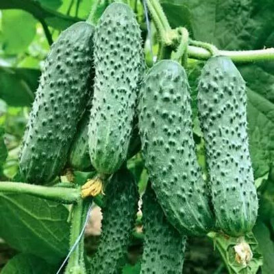 LPR CUCUMBER ,KHIRA Seed(50 per packet)