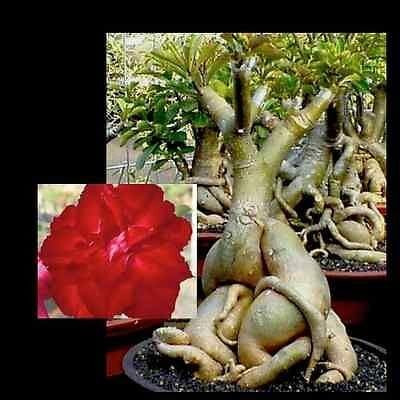 Qualtivate GUA-410 Adenium Obesum Desert Rose Triple Red Harry Seed(30 per packet)