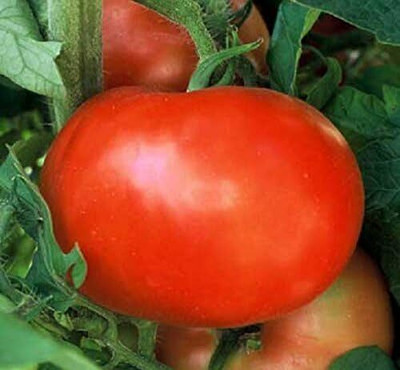 Qualtivate HYB-1A Tomato - Supersonic Seed(300 per packet)