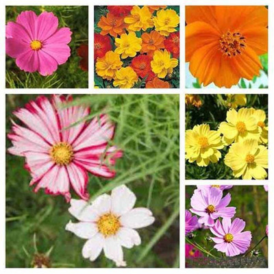 CYBEXIS NBIR-25 - Cosmos Flower - (270 Seeds) Seed(270 per packet)
