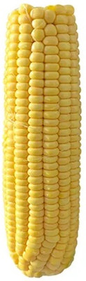 CEZIUS Sweet Corn (Makka) (मक्का के बीज) Seed(100 per packet)