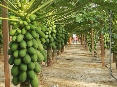 BISWAS Thai Papaya Seeds Hybrid Variety Dwarf Fruit Seed(280 per packet)
