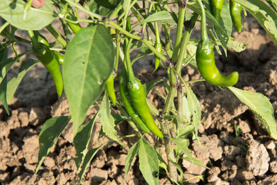 Seedsqlty Kashmiri chilli seeds for planting high germination (80 seeds) Seed(80 per packet)