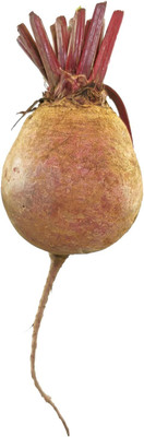 LPR CHUKANDAR,,BEETROOT Seed(100 per packet)