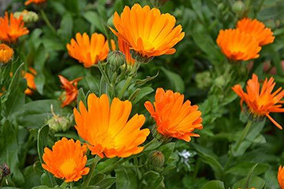 CRGO CALENDULA Seed(20 per packet)