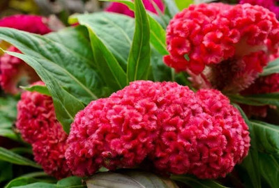 Lorvox Cockscomb Seed(110 per packet)