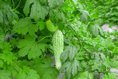 Nature Vit bitter gourd,karela seeds Seed(30 per packet)