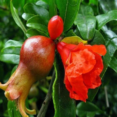 DROXTY POMEGRANATE Seed(100 per packet)