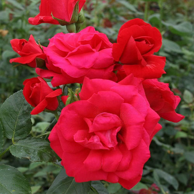 Qualtivate HUA-8A Red Climbing Rose Seeds Seed(25 per packet)