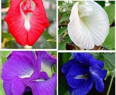 bloomaura Aprajita Seed(15 per packet)