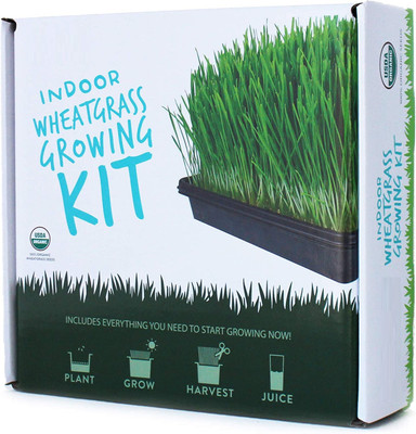 Qualtivate PAU-144 Cat Wheatgrass Seeds Seed(2000 per packet)