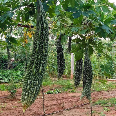 XOLDAA F1 BEST QUALITY BITTER GOURD SEEDS Seed(25 per packet)