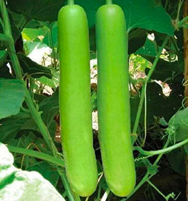Greenfall Superior Long Louki Seeds for Organic Gardening (15 per Packet) Seed(15 per packet)