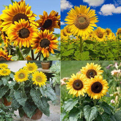 ibains Sunflower seeds for planting hybrid bij 10 Seed(10 per packet)