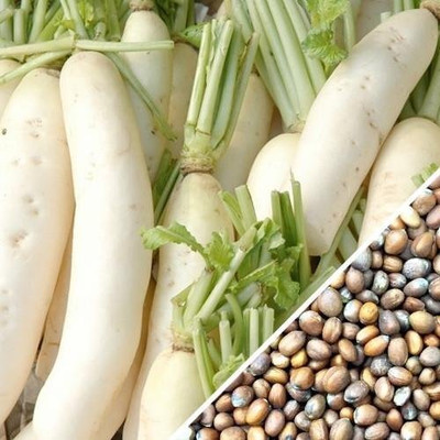 Aywal Radish Seeds - Long Mooli Seed(50 per packet)