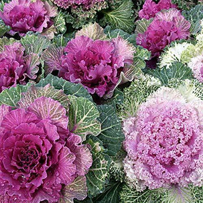 Aywal Ornamental Cabbage / kale Mix Heirloom Flower Seed(110 per packet)
