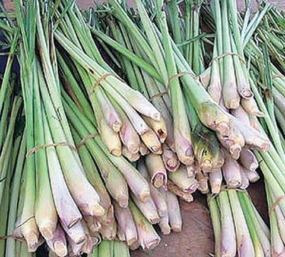 CYBEXIS ATS-16 - Lemon Grass Insect Repellent Plant - (2250 Seeds) Seed(2250 per packet)