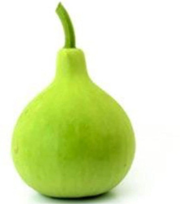 DIVINE SPONGE GOURD Seed(20 per packet)