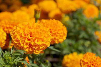Galaxico marigold,gende ka phool Seed(30 per packet)