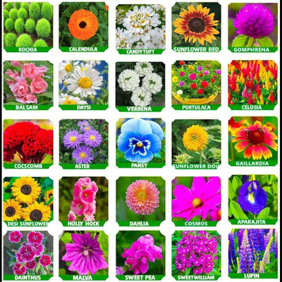 ibains Mix combo flower seeds Seed(83 per packet)